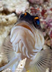 Another shot of the docile Jawfish from Raggy Armpit. by Dr Bob Whorton 